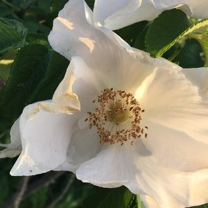 Meet your Posher, Makanalani